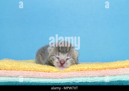 Porträt eines kleinen Hellgrau abgestreift tabby Kitten 4 Tage alt Festlegung auf einen Stapel von Decken, gelb, orange, grün mit blauem Hintergrund vi vor Stockfoto