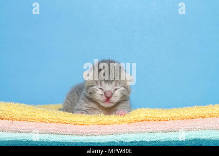 Porträt eines kleinen Hellgrau abgestreift tabby Kitten 4 Tage alt Festlegung auf einen Stapel von Decken, gelb, orange, grün mit blauem Hintergrund vi vor Stockfoto