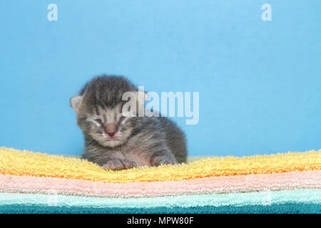 Porträt einer kleinen dunklen Grau abgestreift tabby Kitten 4 Tage alt Festlegung auf einen Stapel von Decken, gelb, orange, grün mit blauem Hintergrund mit vie Stockfoto