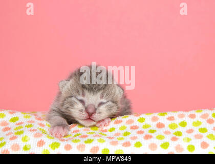 Kleine graue abgestreift Tabby neugeborenen Kätzchen, fünf Tage alt und die Augen immer noch geschlossen Festlegung auf ein Pastell spotted Blanket paw Vorwärts süß schlafen. Rosa ba Stockfoto