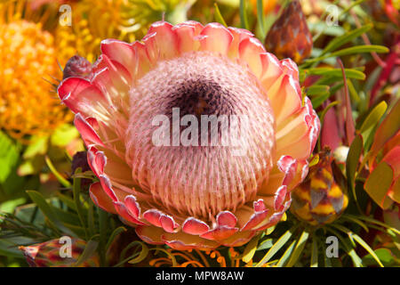 Rosa Eis Protea Blume, Blätter und andere Blumen im Hintergrund schliessen. Proteas sind derzeit in über 20 Ländern angebaut. Das Protea Blume Stockfoto