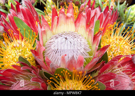 Blumenstrauß aus Protea Blumen, Kissenverzerrung, sugarbush. Proteas sind derzeit in über 20 Ländern angebaut. Das Protea Blume ist, sagte Chang zu vertreten Stockfoto