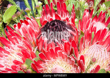 Rosa Australian Sugar Bush Protea Blume, Blätter und andere Blumen im Hintergrund schliessen. Proteas sind derzeit in über 20 Ländern angebaut. Stockfoto