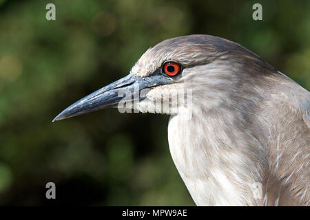 Porträt eines jungen Schwarzen gekrönt Night Heron, Profil, nach links Augen rot bis zum Erwachsenenalter fällig werden. Die jungen Vögel haben orange Augen und duller Yel Stockfoto