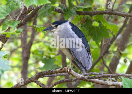 Ein erwachsener Black Night Heron auf einem Ast mit Blick auf die Zuschauer links gekrönt. Profil ansehen. Stockfoto