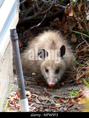 Kleine Opossum in einer Nachbarschaft, gestrandet, versteckt sich hinter Büschen. Ihre flexible Diät, reproduktive Gewohnheiten machen Sie erfolgreiche Kolonisatoren und Überlebenden Stockfoto