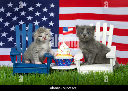 Adorable kleinen flauschigen graue Kätzchen saß auf einem weißen Stuhl, Grau und Weiß tabby auf blauen Stuhl im Gras mit amerikanischer Flagge im Hintergrund, bunte Pat Stockfoto