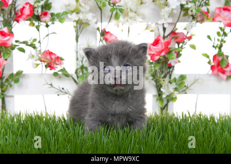 Adorable kleinen flauschigen graue Kätzchen im grünen Gras sitzen auf Viewer, weißen Zaun mit rosa Rosen hinter sich. Hintergrund isoliert in Weiß. Stockfoto