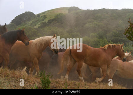 Viele wilde Pferde auf der Seite eines Hügels in frühen Morgenlicht, kicking Staub, grünen Hügeln im Hintergrund. Stockfoto