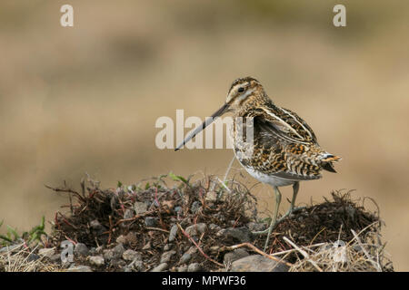 Snipe mittlerer Größe, skulking wating Vogel mit kurzen Beinen und langen geraden Schlingen auf der Halbinsel Bulandsnes. Ein Paradies für Vogelbeobachter in Djupivogur, Island. Das Vogelschutzgebiet Búlandsnes ist bei Vogelfreunden auf der ganzen Welt bekannt. Stockfoto