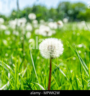 Platz Foto mit Details der einzelnen Löwenzahn Pflanze. Die verblichenen Blüte ist voll von Samen mit weißem Flaum bedeckt. Andere Pflanzen werden im Hintergrund auf Mead Stockfoto