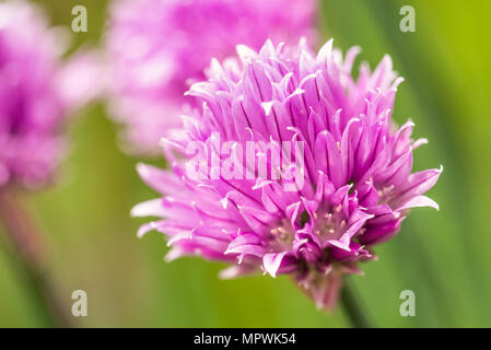 Horizontale Foto mit großen Schnittlauch Blüte. Bloom hat schön rosa/lila Farbe und besteht aus vielen kleinen bunten Blättern. Andere Blüten sind um auf Grün Stockfoto