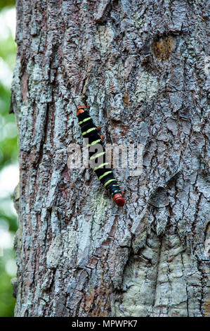 Riesige graue Sphinx Moth Caterpillar auf einem Baumstamm, Amazonien Stockfoto