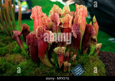 Sarracenia x mitchelliana, carniverous Kannenpflanze Stockfoto