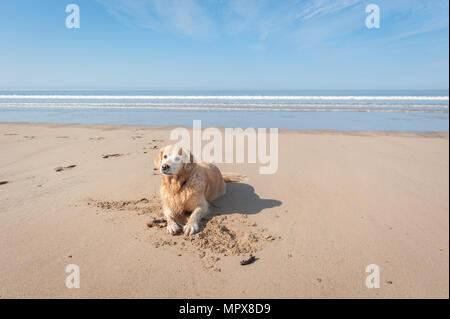 Golden Retriever auf der Newton Strand, in der Nähe von Porthcawl South Wales Stockfoto