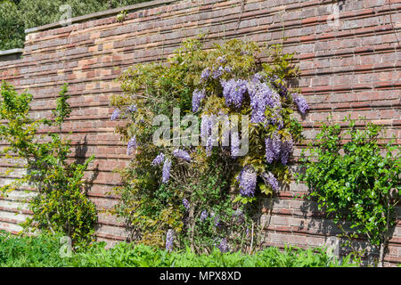 Lila blühen Wisteria sinensis, Kletterer, eine geriffelte Ziegelsteinmauer, den ummauerten Garten, Delapre Abtei, Northampton, Großbritannien Stockfoto