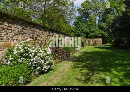 Eine Feder Grenze gegen eine alte Steinmauer in den Gärten von delapre Abtei, Northampton, Großbritannien Stockfoto