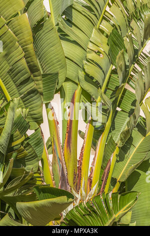 Banane - wie Blätter eines großen strelitzia Nicolai, White Bird of paradise Anlage Stockfoto