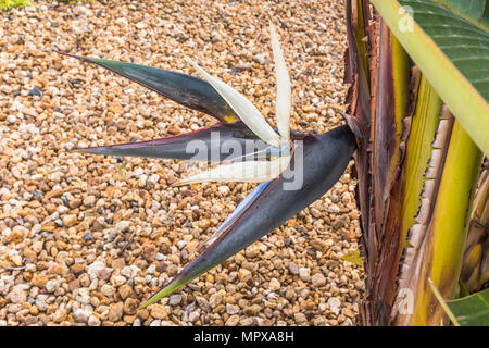 Strelitzia Nicolai. Riesige weiße Bird of paradise flower Stockfoto