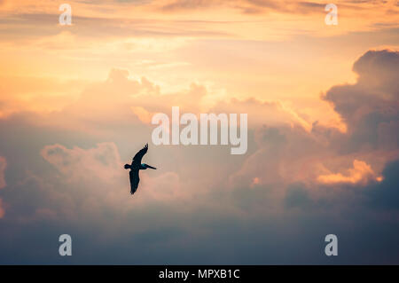 Ein Pelikan (pelecanus) fliegt entlang der Eagle Beach auf Aruba. Der bewölkte Himmel wird von einem zauberhaften Sonnenuntergang gefärbt. Stockfoto