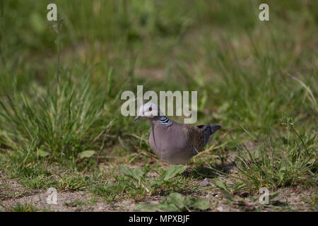 Eine Turteltaube (Streptopelia turtur) Fütterung vom Boden unter der Vegetation, auf einer RSPB Reservat in Oxfordshire, UK. Stockfoto