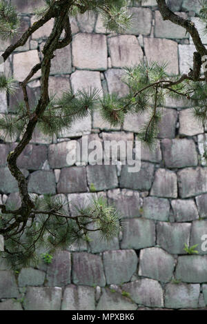 Kiefer Äste mit einem Stein mauer im Hintergrund, an der Kaiserpalast von Kyoto in Japan Stockfoto