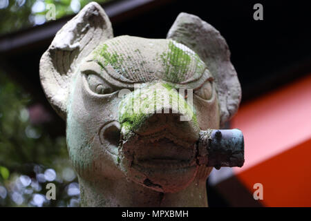 Nahaufnahme des Gesichts eines Fuchses statue am Fushimi-Inari Schrein in Kyoto, Japan Stockfoto