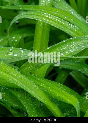 Bild von Wassertropfen auf den Blättern von Lilien, nach einem Regen Sturm genommen. Fitchburg, Wisconsin, USA. Stockfoto