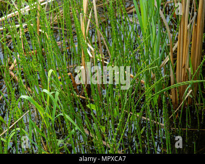 Schachtelhalme (Equisetum spp.) und Rohrkolben wächst in der Universität von Wisconsin, Madison, Wisconsin, USA. Stockfoto