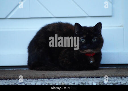 Große schwarze Katze Stockfoto