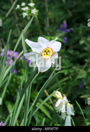 Narcissus poeticus Blumen blühen im Frühjahr Stockfoto