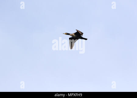 Kormoran oder Leber Vogel im Flug in Italien Lateinamerika Phalacrocorax carbo sinensis Familie pelecaniformes Symbol von Liverpool Stockfoto