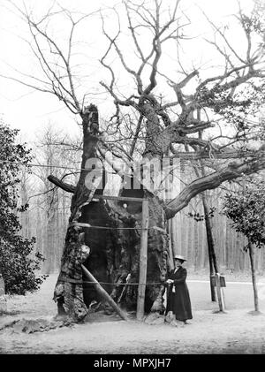 Shambles Eiche, Sherwood Forest, Edwinstowe, Nottinghamshire, 1908. Artist: Alfred Newton & Söhne. Stockfoto