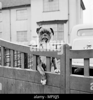 Ein Boxer Hund suchen über das Gartentor eines Hauses, Aspenden, Hertfordshire, 1960. Artist: John Gay. Stockfoto