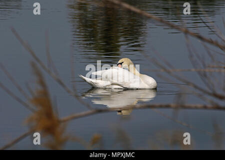 Mute swan Close up Lateinischer Name Cygnus olor Familie Entenvögel elegant in einem See in Mittelitalien Putzen im Frühjahr Stockfoto