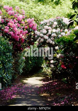 Rhododendren Futter einen Pfad in die Gärten von Kenwood House, Hampstead, London, c 1990 - c 2010. Artist: Nigel Corrie. Stockfoto