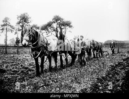 Pflügen in der buckinghamshire Landschaft, c 1896 - c 1920. Artist: Alfred Newton & Söhne. Stockfoto