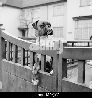 Ein Boxer Hund suchen über das Gartentor eines Hauses, Aspenden, Hertfordshire, 1960. Artist: John Gay. Stockfoto