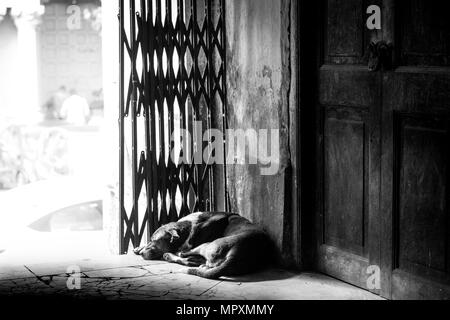 Indische Leben auf der Straße, Straße, streunenden Hund leben, Street, Kolkata, Indien, Leben auf der Straße, Pet, Tor, Tür, Liebe, Fürsorge, Glück, Freund, Abgebrochen, Kampf Stockfoto