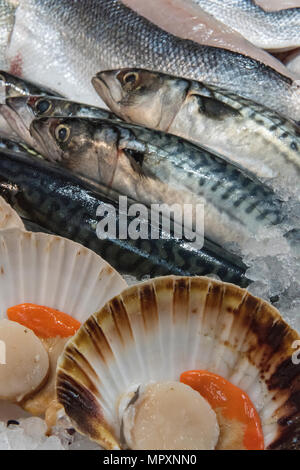 Frischer Fisch und Jakobsmuscheln auf Anzeige an der Borough Market Fischhändler in London. frisch gefangene Makrelen und Jakobsmuscheln mit Eis frisch gefangenen und zum Verkauf. Stockfoto