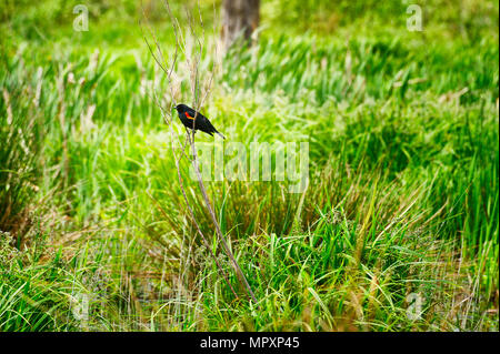 Ein roter Flügel schwarzer Vogel hockt auf einem Spindeldürren Zweigstelle in einer Wiese Stockfoto