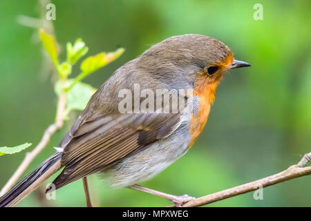 Europäische Robin hautnah. Süß, kleiner Vogel auf Ast in Woodland. Natur Uk. britischen Wildlife im Frühjahr. Natur details. natürliche Welt. Stockfoto