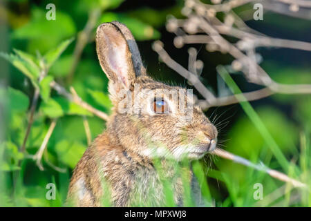 Hase versteckt in Wäldern vor Raubtieren, am Nachmittag Sonne aufgehellt. Atemberaubende britische Tierwelt. Tier portrait. Natur Uk. Natural World Conservation. Closeup. Stockfoto