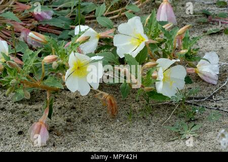 Dune Nachtkerze, Oenothera canescens, DiGiorgio Straße, Anza-Borrego Desert State Park, CA050108 1946 Stockfoto