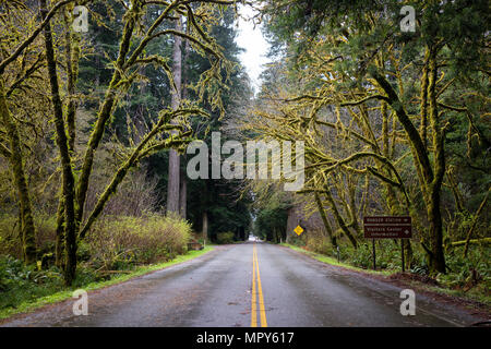 Nasse leere Straße inmitten von Bäumen in Redwood National- und Staatsparks Stockfoto