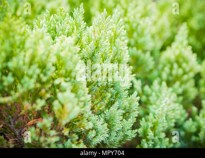 Soft Focus der Chinesischen Lebensbaum Hintergrund in Morgen, Platycladus orientalis, Biota oder orientalischen Thuja. Stockfoto