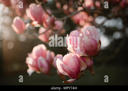 Nahaufnahmen von Blumen wachsen am Baum Stockfoto