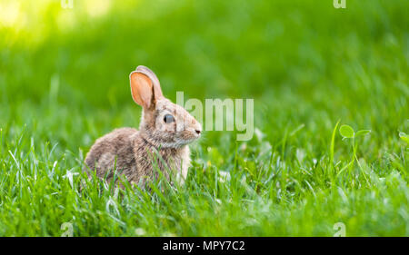 Fokus auf niedliche kleine wilde Kaninchen im hohen Gras sitzt. Stockfoto