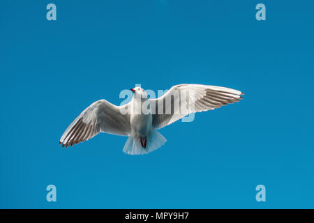 Low Angle View der Möwe fliegen gegen den klaren blauen Himmel während der sonnigen Tag Stockfoto