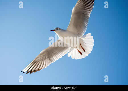 Low Angle View der Möwe fliegen gegen den klaren Himmel während der sonnigen Tag Stockfoto